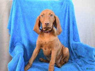 Vizsla dogs Riva - Ad 12