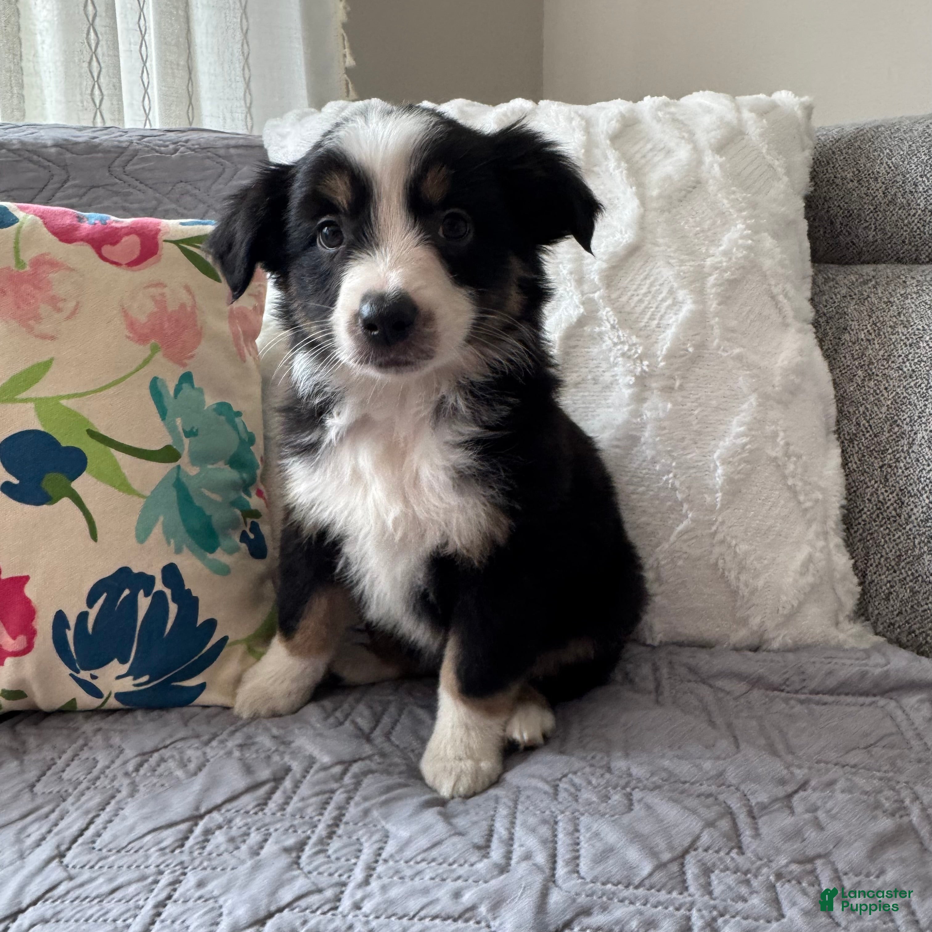 Toy Australian Shepherd dogs Shayla - Ad 1