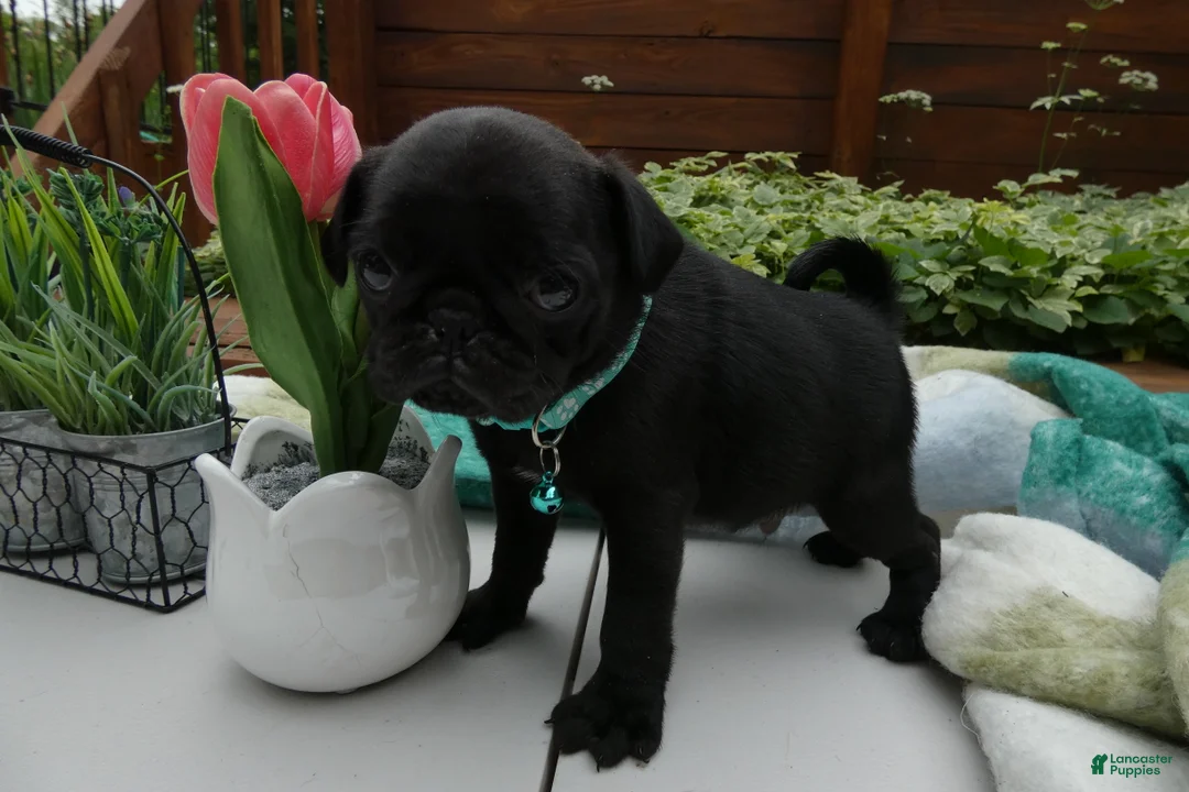 Pug dogs for sale: Pug 4 Trucker - Ad 2