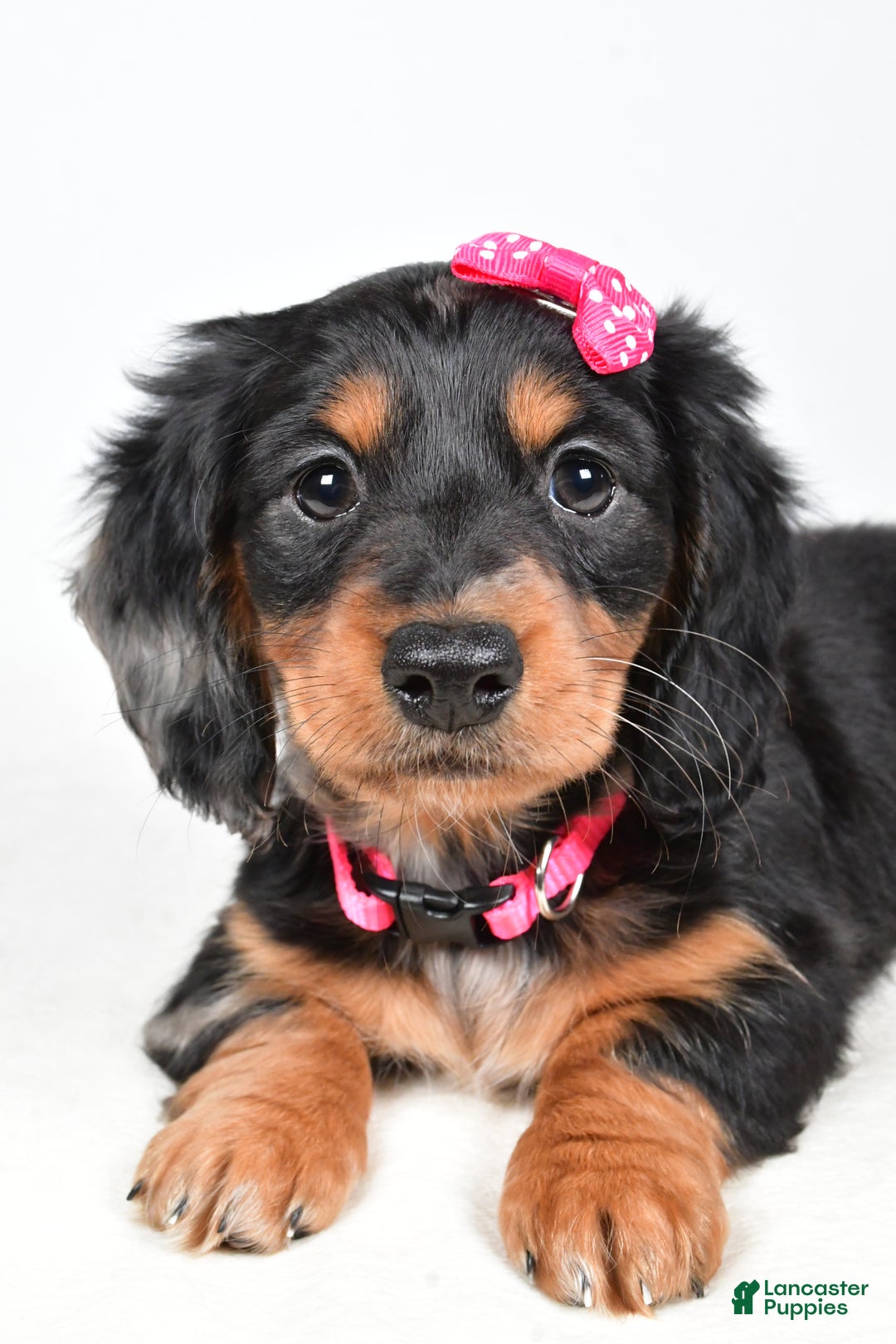 Miniature Dachshund dogs for sale: Karma - Ad 2