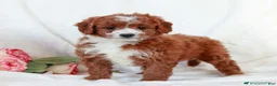 Cavapoo dogs for sale: Lucy - Ad 2