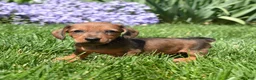 Miniature Dachshund dogs for sale: Barbie - Ad 5