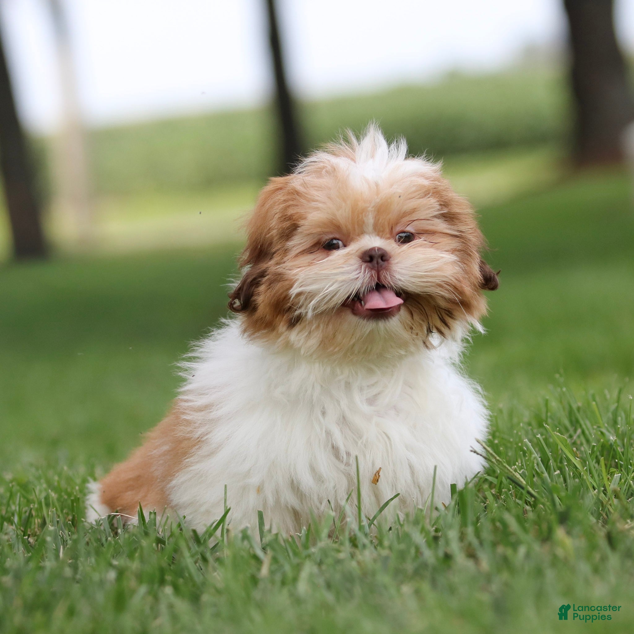 Shih Tzu dogs Dandy Shih Tzu  - Ad 1