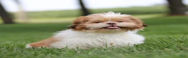 Dandy Shih Tzu 