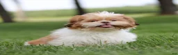 Shih Tzu dogs for sale: Dandy Shih Tzu  - Ad 1