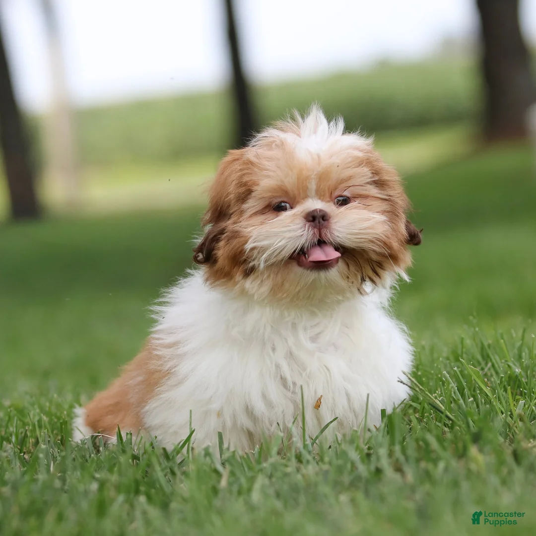 Shih Tzu dogs for sale: Dandy Shih Tzu  - Ad 1
