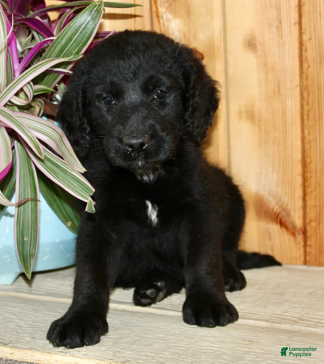 Labradoodle dogs for sale: Jasper - Ad 1