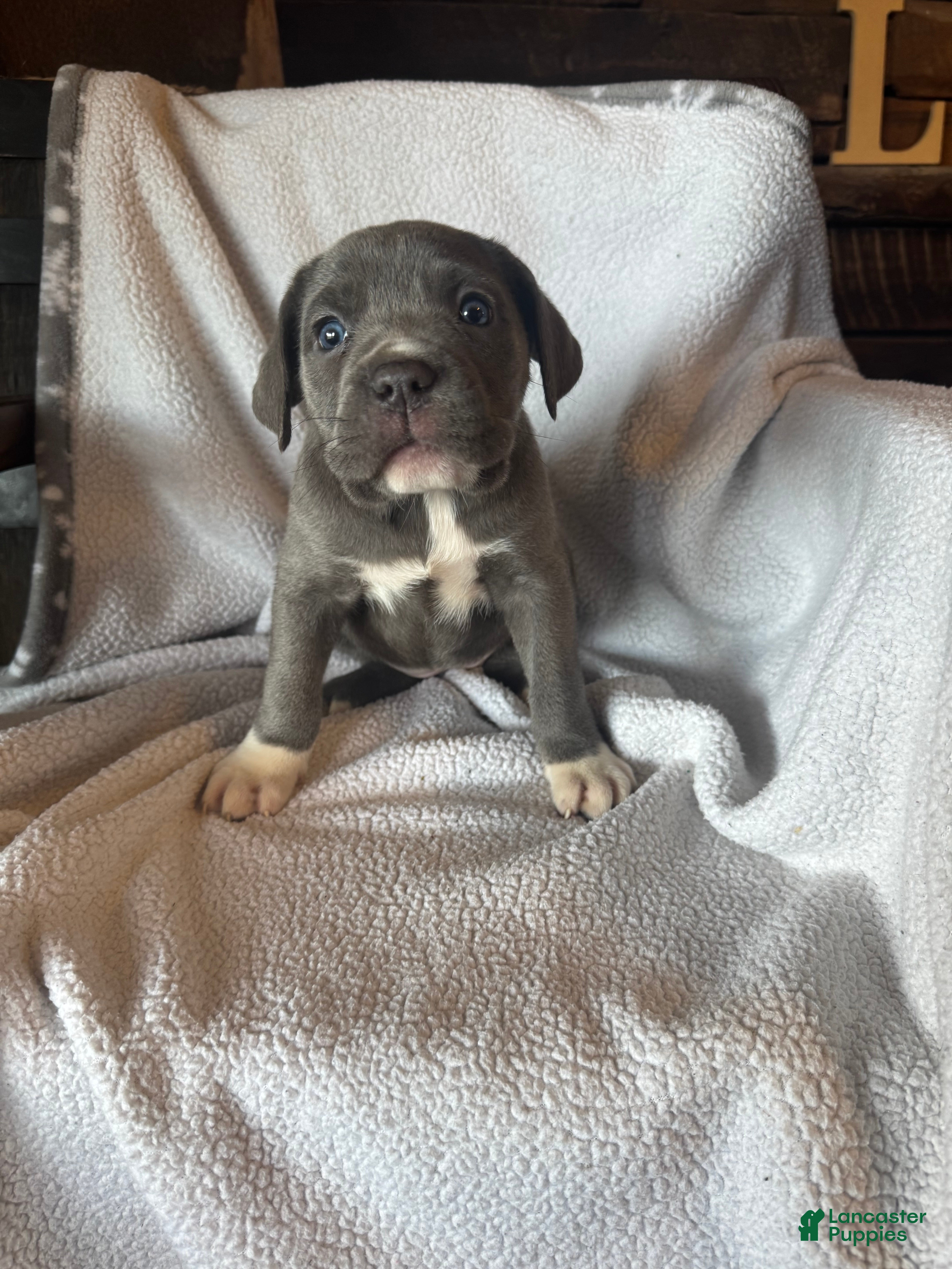 Cane Corso dogs Socks  - Ad 10