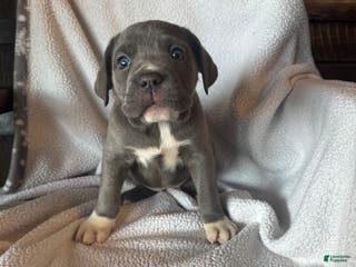 Cane Corso dogs Socks - Ad 10