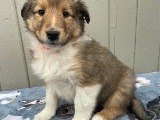 Collie dogs Cara - Ad 22