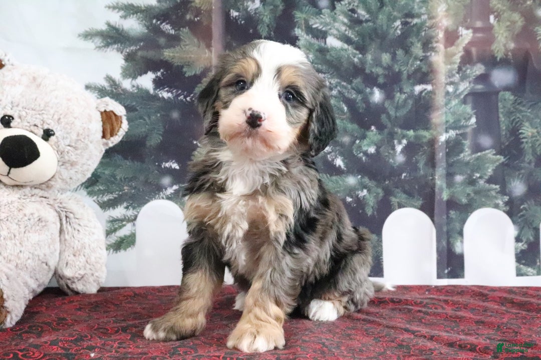Mini Bernedoodle dogs for sale: Trooper - Ad 4