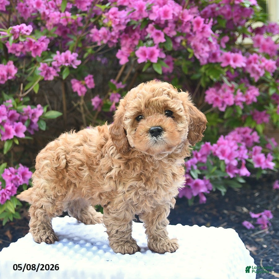 Cavapoo dogs for sale: Boone  - Ad 4