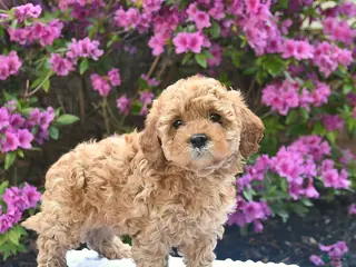 Cavapoo dogs for sale: Boone - Ad 4