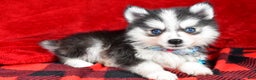Pomsky dogs for sale: Ved - Ad 2