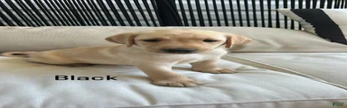 Labrador Retriever black 