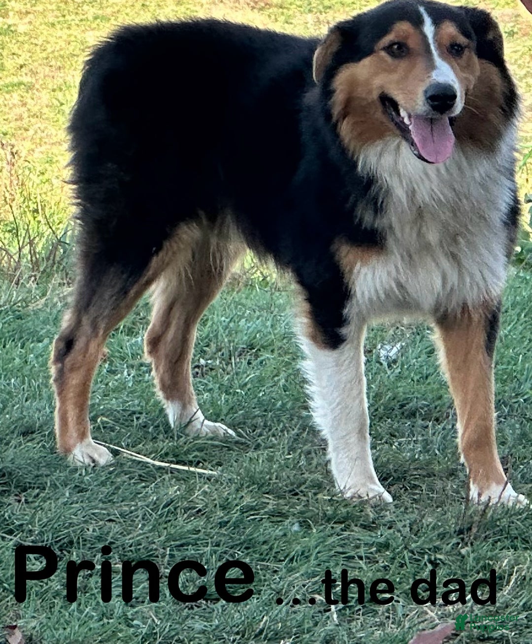 Australian Shepherd dogs for sale: Duke - Ad 3