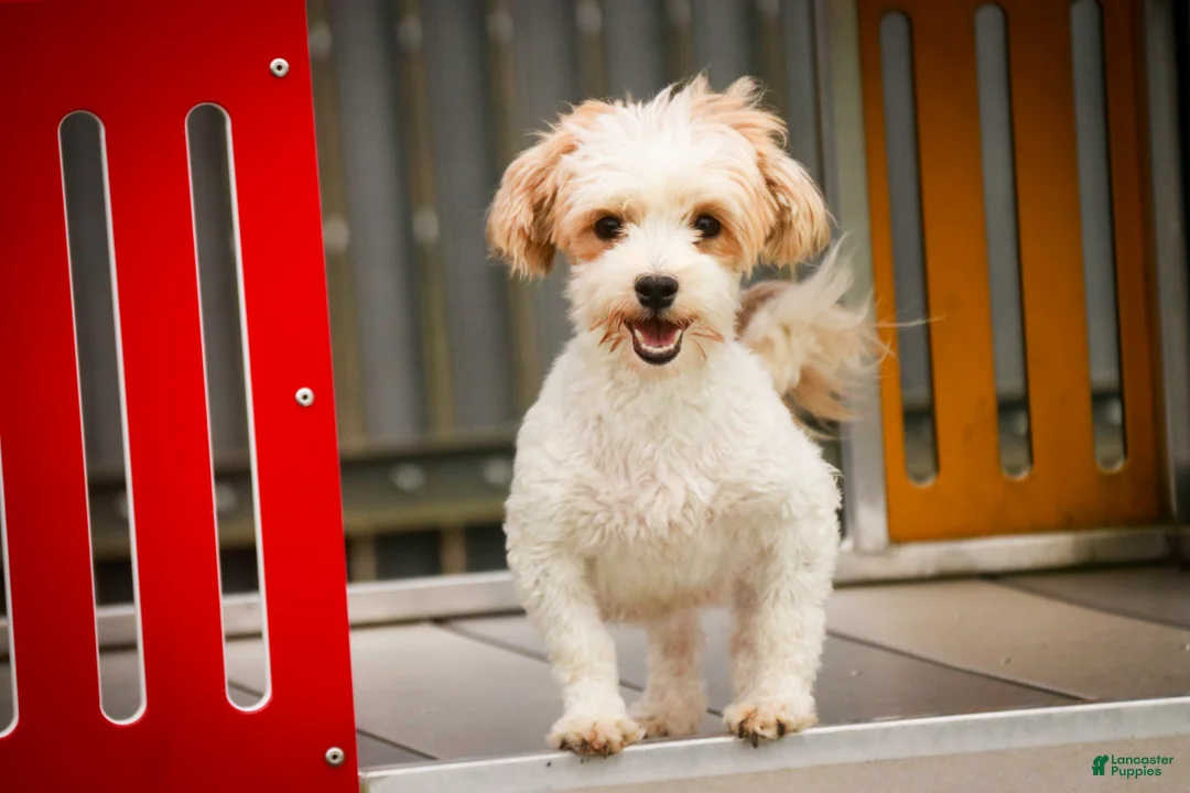 Havanese dogs for sale: Emma Havanese Puppy  - Ad 8