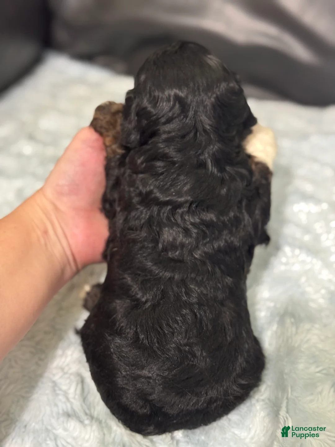 Cavapoo dogs for sale: Ava - Ad 11