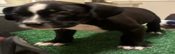 American Bully dogs for sale: American Bully 2 - Ad 4