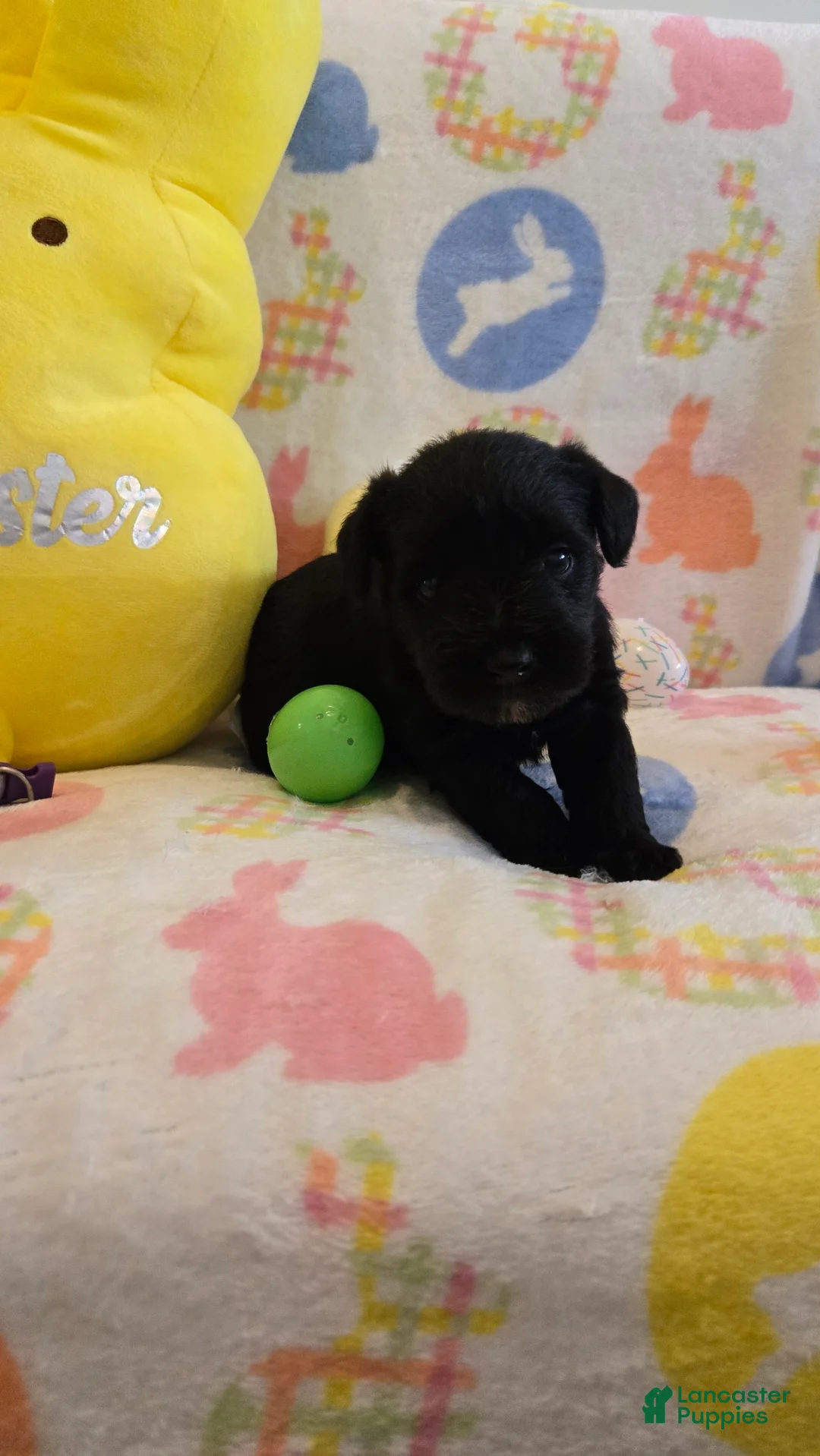 Miniature Schnauzer dogs for sale: Myah - Ad 5