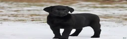 Labrador Retriever dogs for sale: Espresso  - Ad 1