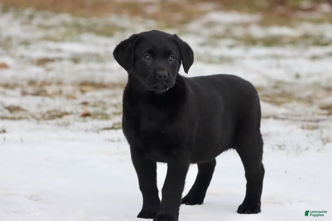 Labrador Retriever dogs for sale: Espresso  - Ad 1