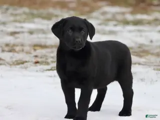 Labrador Retriever dogs Espresso - Ad 37