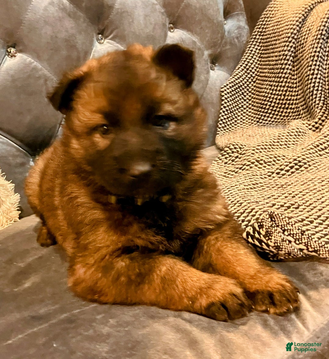 German Shepherd dogs for sale: ♥️SWEET SABLE ♥️ - Ad 38