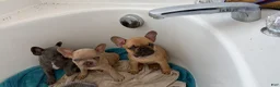 French Bulldog dogs for sale: French Bulldog Puppy 1 - Ad 5
