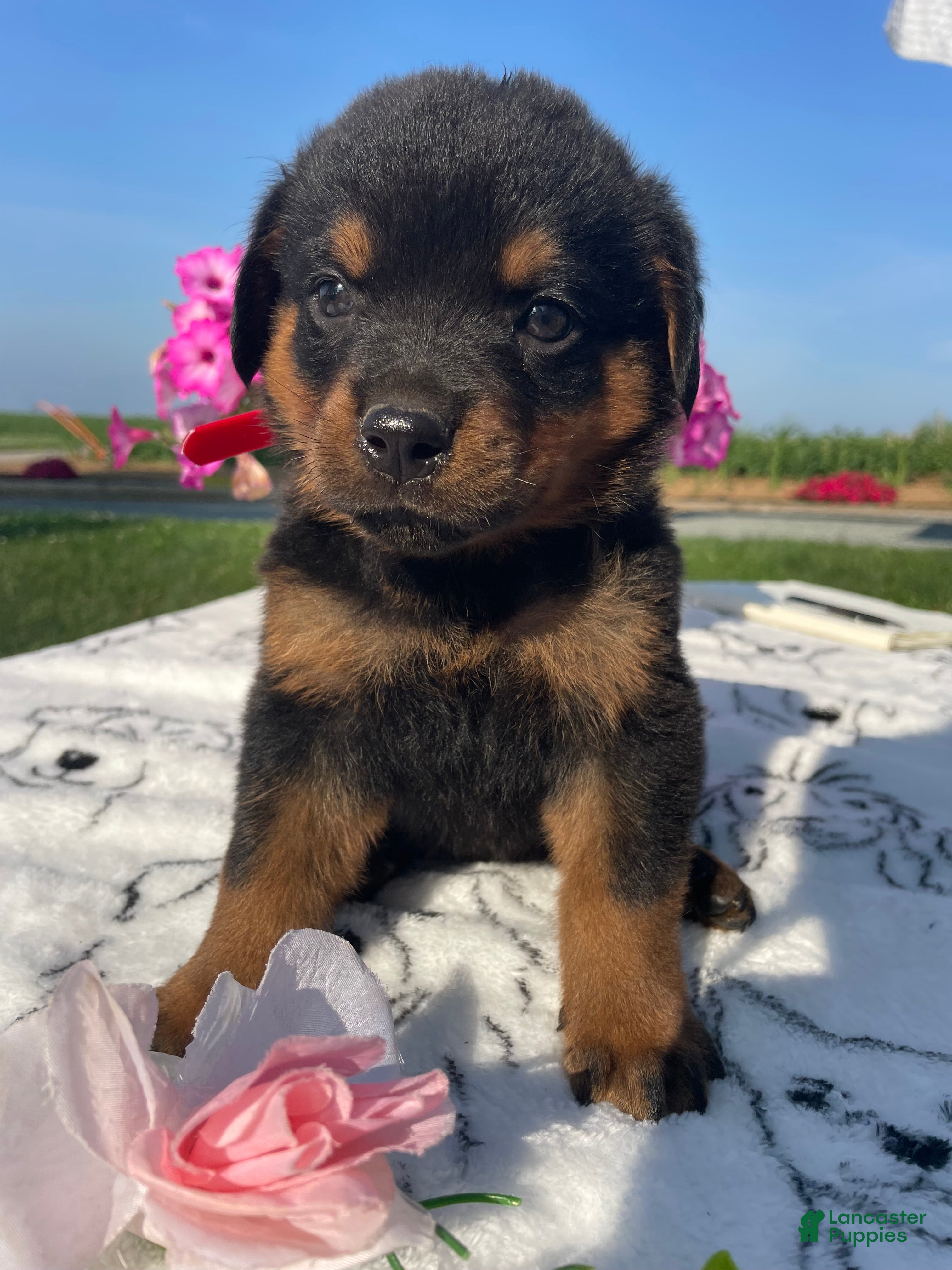 Rottweiler dogs Gatsby - Ad 17
