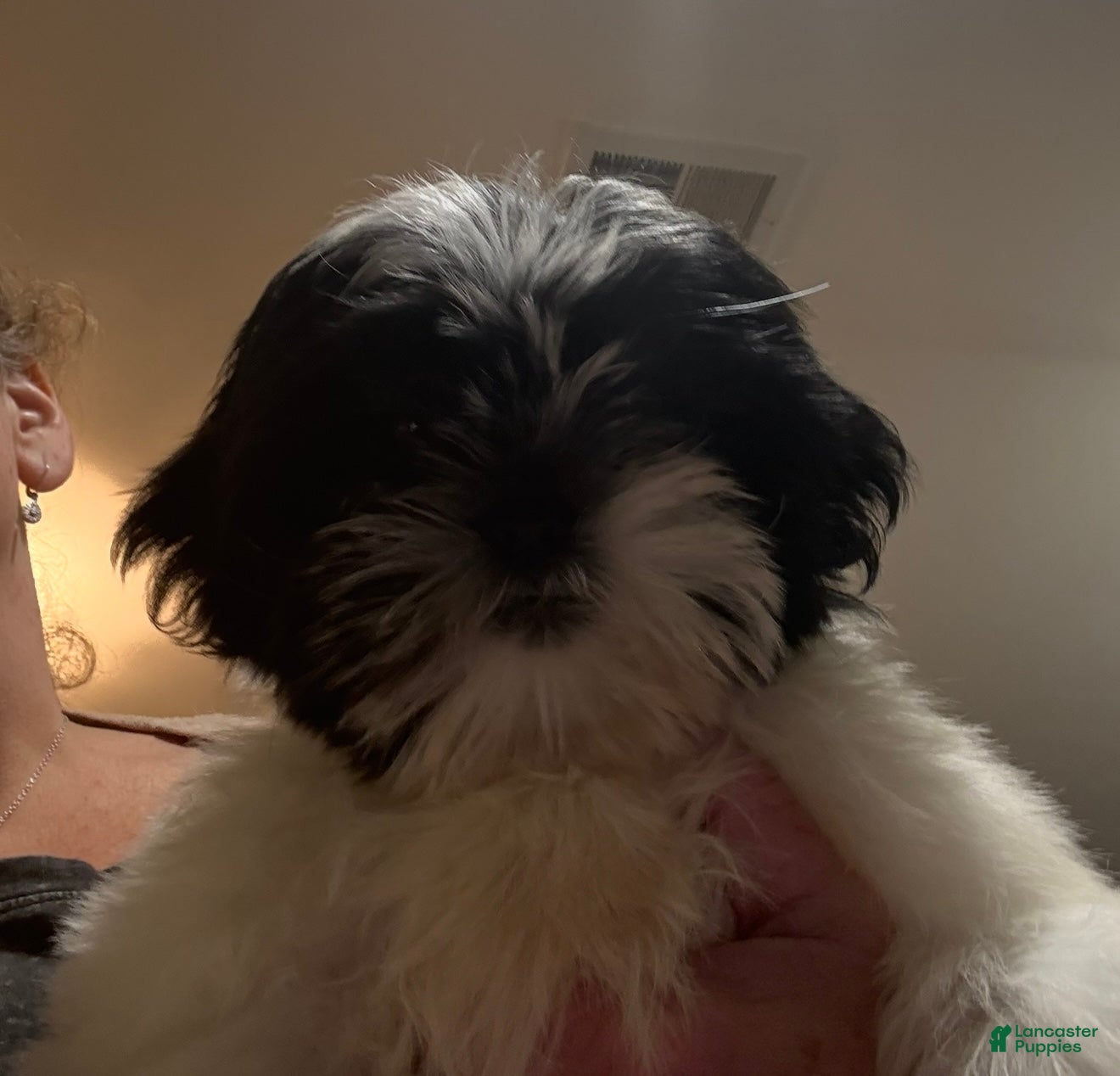 Shih Tzu dogs Shih Tzu Puppy 1 - Ad 42