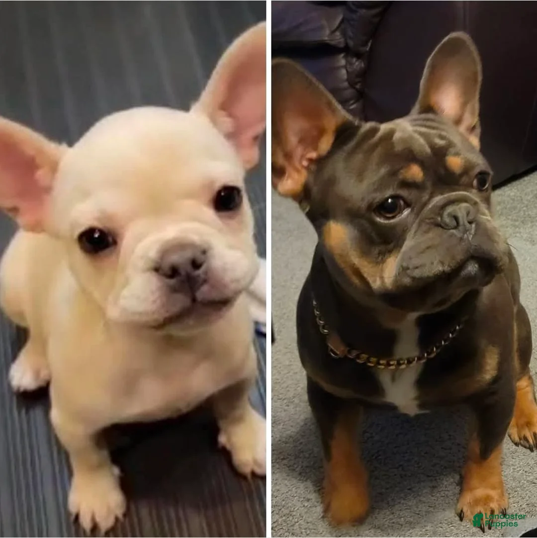 French Bulldog dogs for sale: AKC French Bulldog 💙 Blue Blaze  - Ad 14