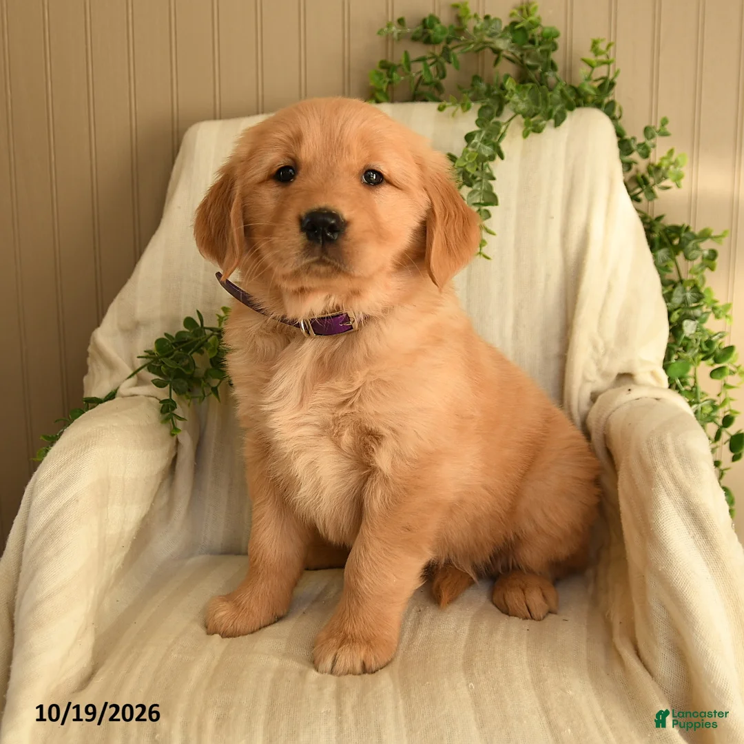 Golden Retriever dogs for sale: Cathy - Ad 1