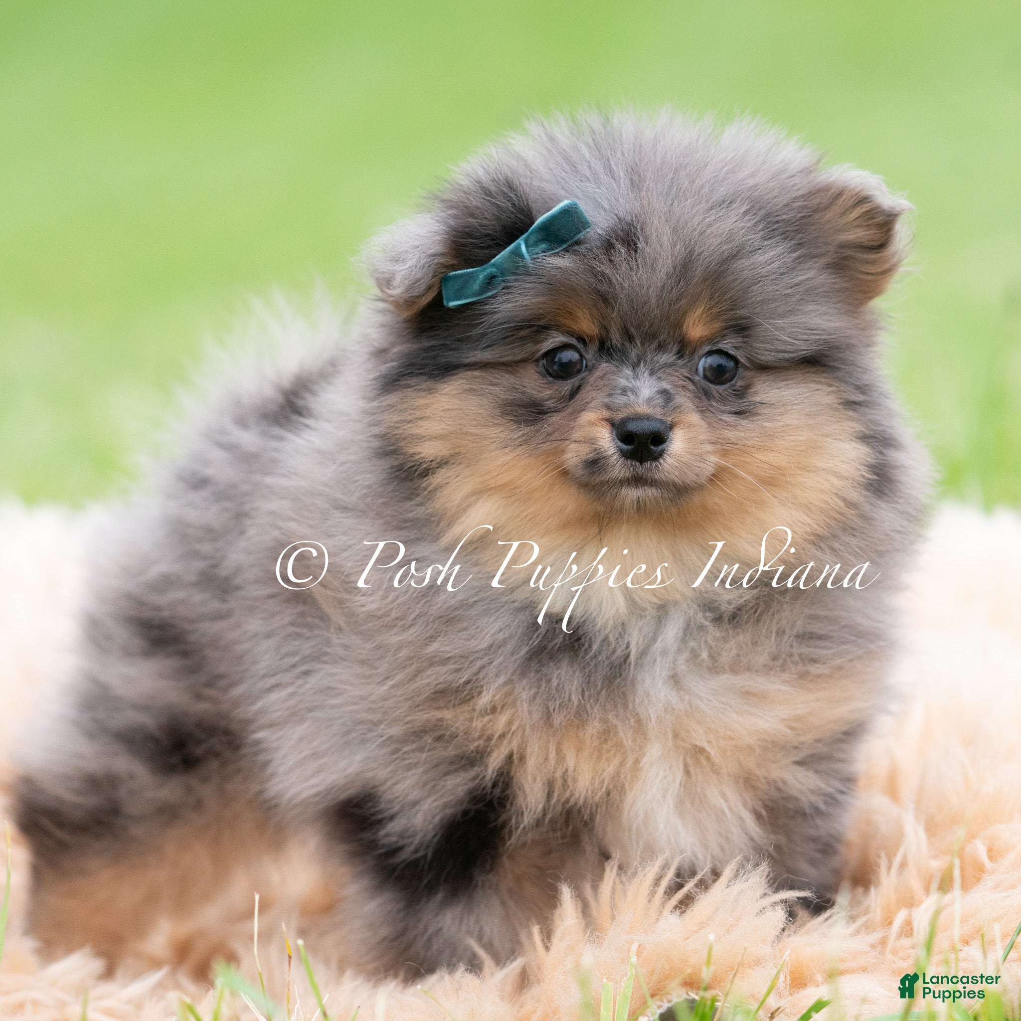 Pomeranian dogs for sale: Diego AKC - Ad 1