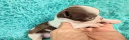 Chihuahua dogs for sale: Tiny Tcup  Apple Head Chihuahua Peanut  - Ad 1