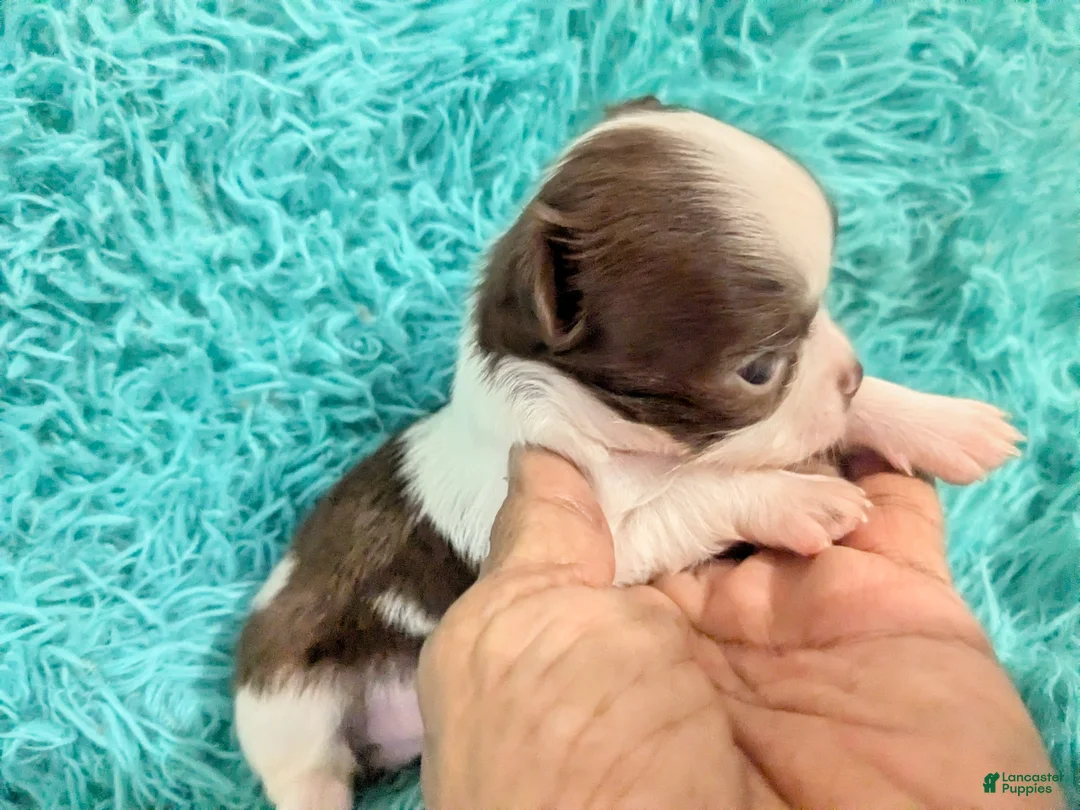 Chihuahua dogs for sale: Tiny Tcup  Apple Head Chihuahua Peanut  - Ad 1