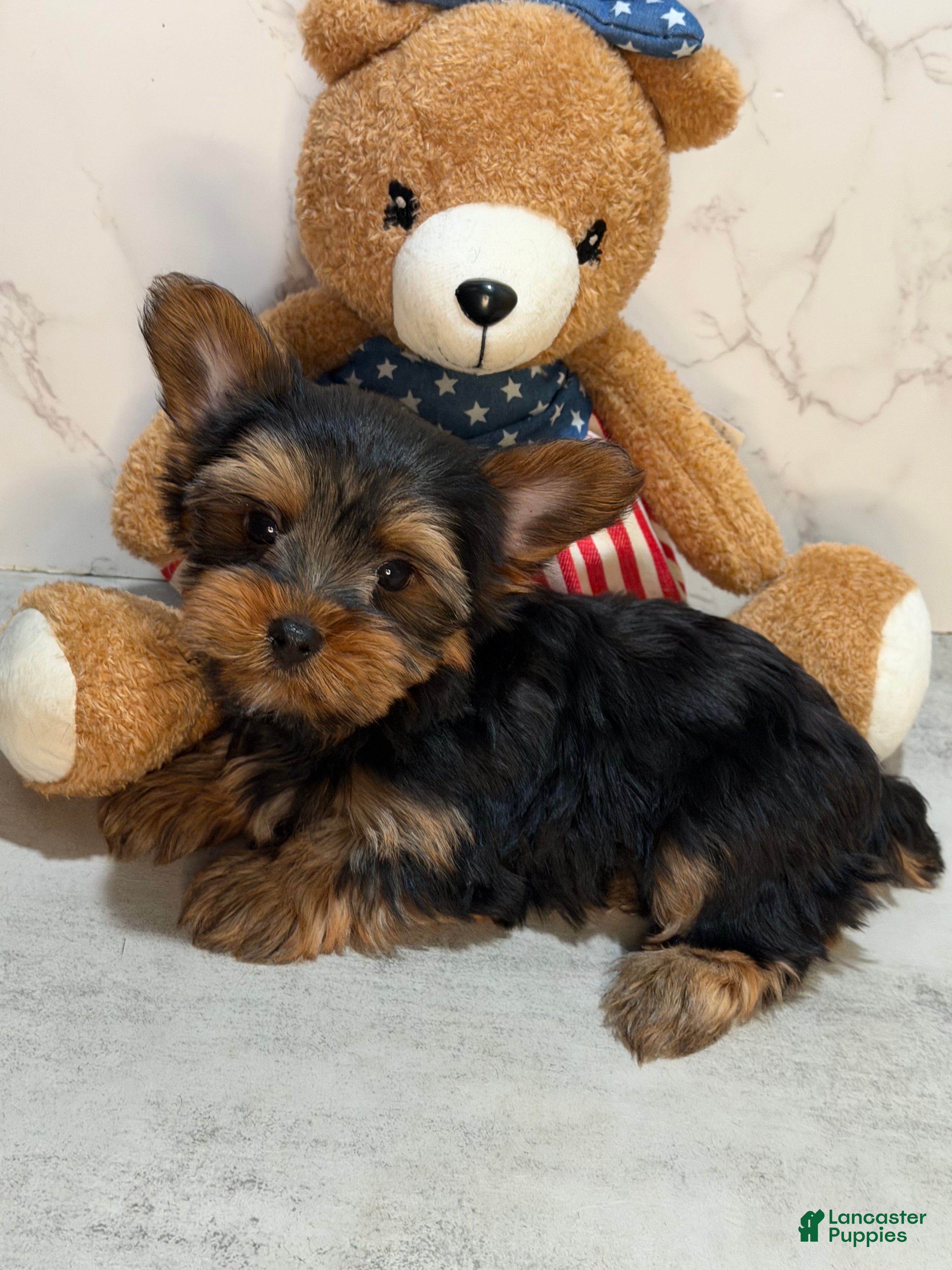 Yorkshire Terrier dogs TEACUP MAXX TEDDY FACE - Ad 1