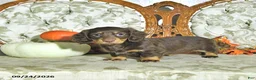 Miniature Dachshund dogs for sale: Maple   - Ad 3