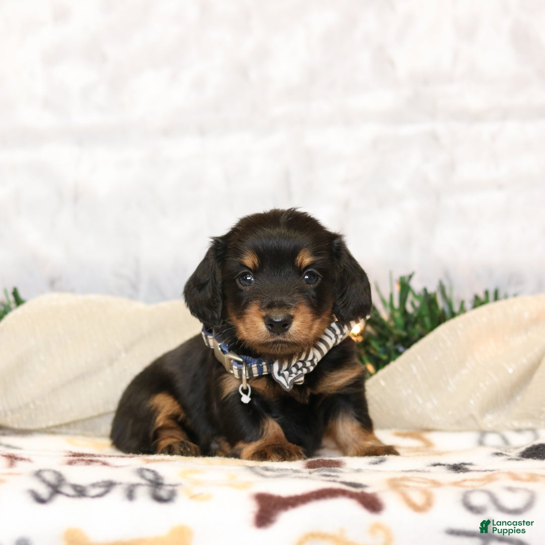 Miniature Dachshund dogs for sale: Ivy  - Ad 4