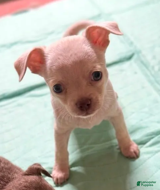 Chihuahua dogs for sale: Luminous (Female) - Ad 1