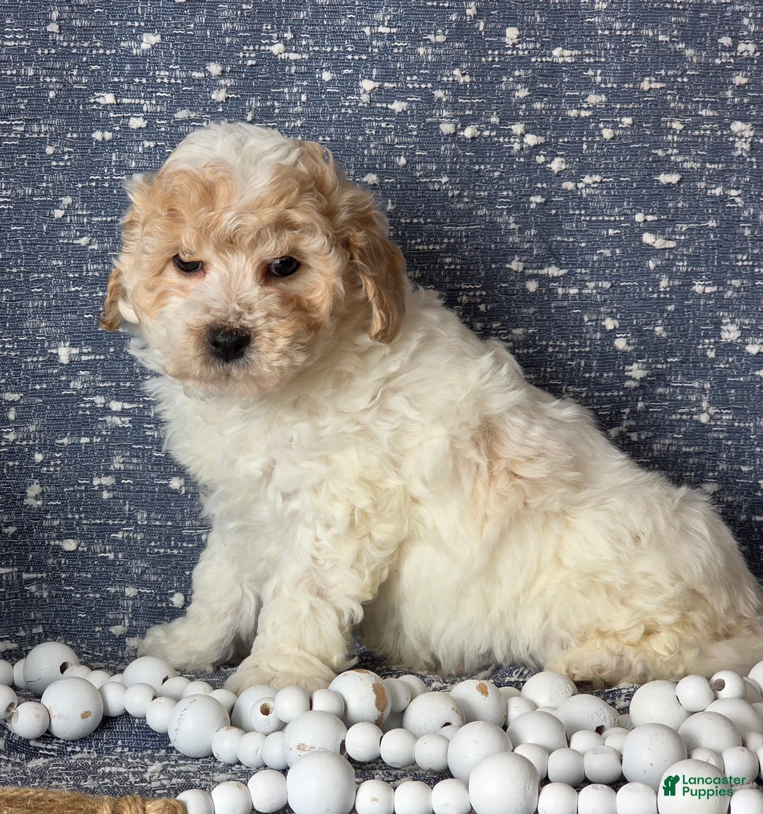 Bichpoo dogs for sale: Barney  - Ad 4