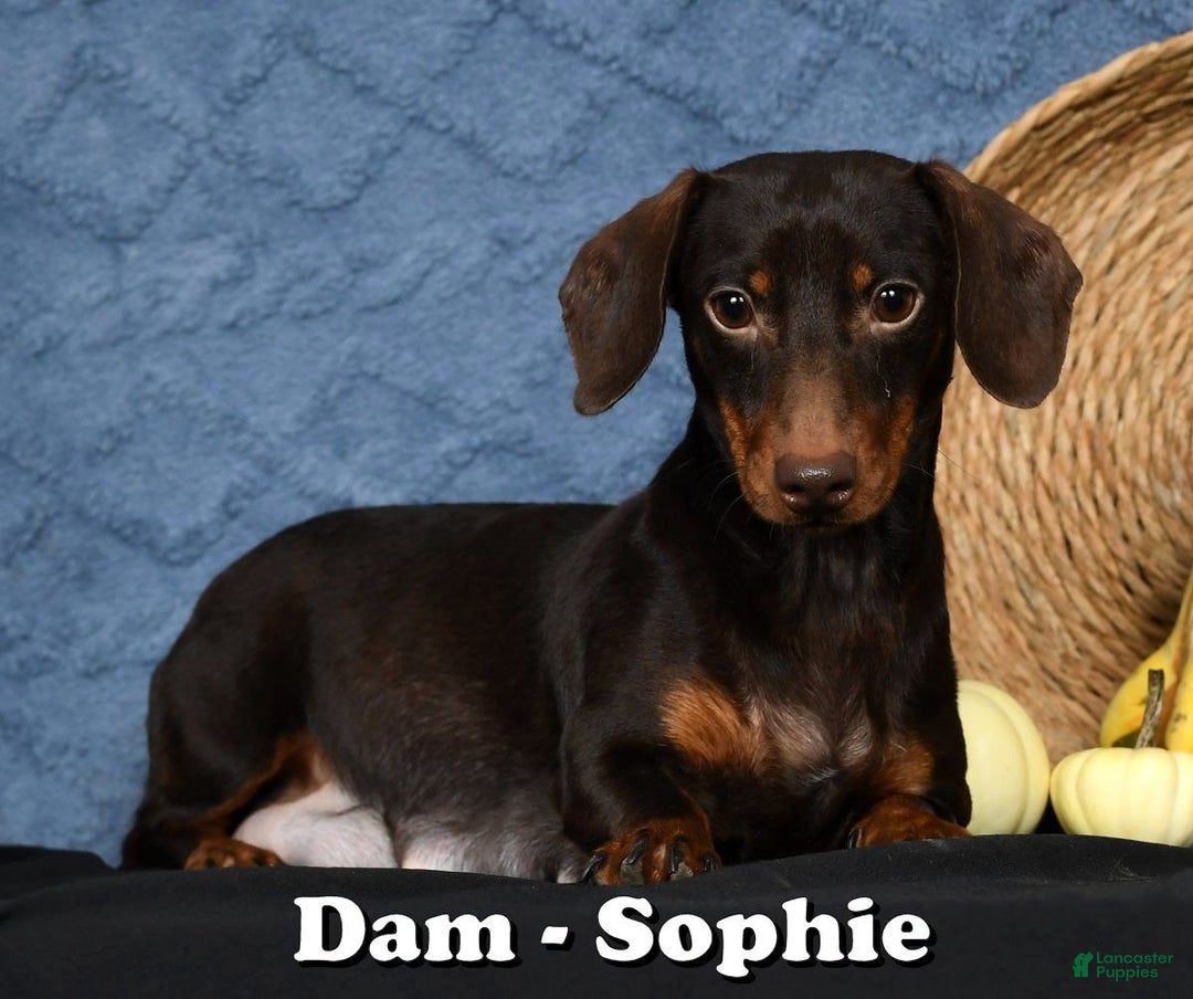 Miniature Dachshund dogs for sale: Rocky - Ad 12