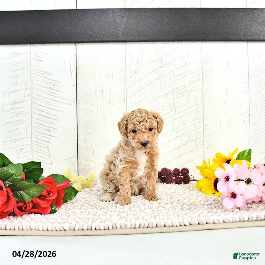 Miniature Poodle dogs Robest - Ad 2