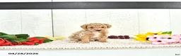 Miniature Poodle dogs for sale: Robest - Ad 2