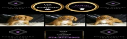 Cavalier King Charles Spaniel dogs for sale: Napa - Ad 2