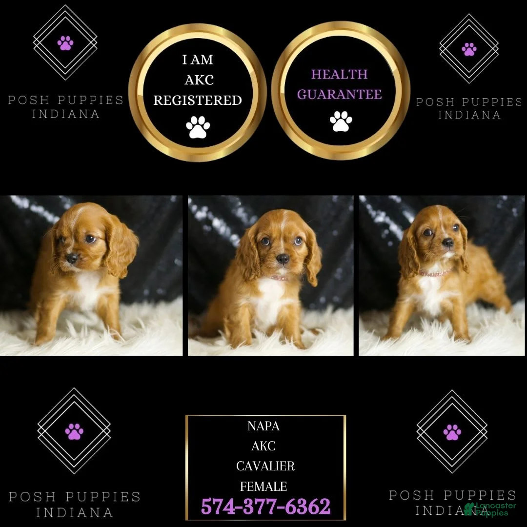 Cavalier King Charles Spaniel dogs for sale: Napa - Ad 2