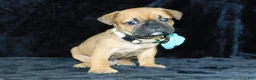 Mixed Breed dogs for sale: Charlie - Ad 6