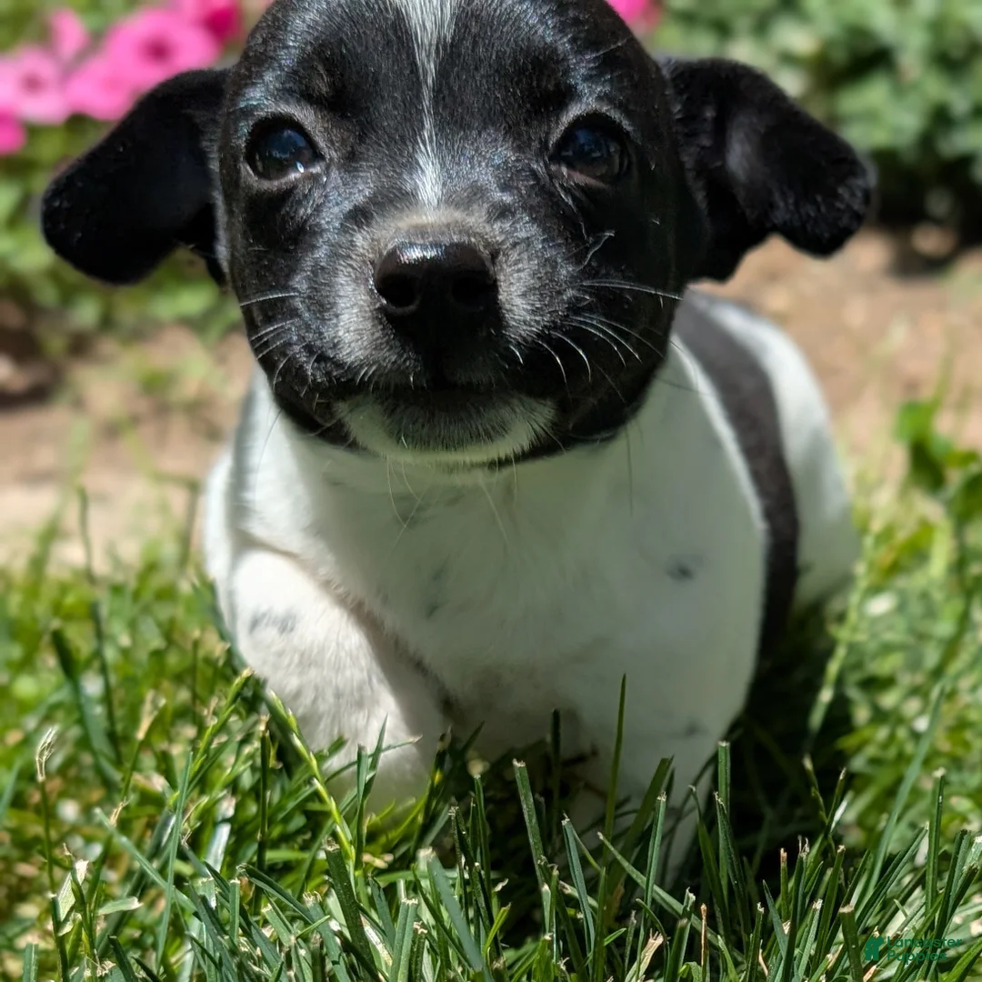 Jack Russell Terrier dogs for sale: Queen - Ad 2