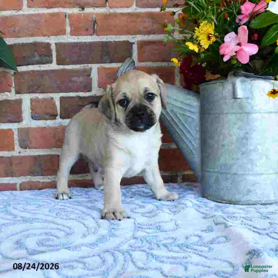 Puggle dogs Taylor - Ad 2