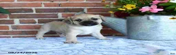 Puggle dogs for sale: Taylor - Ad 2